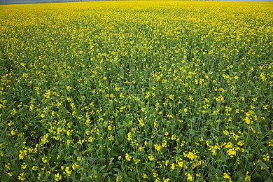 微软称《黑色行动6》是使命召唤史上最大规模发行